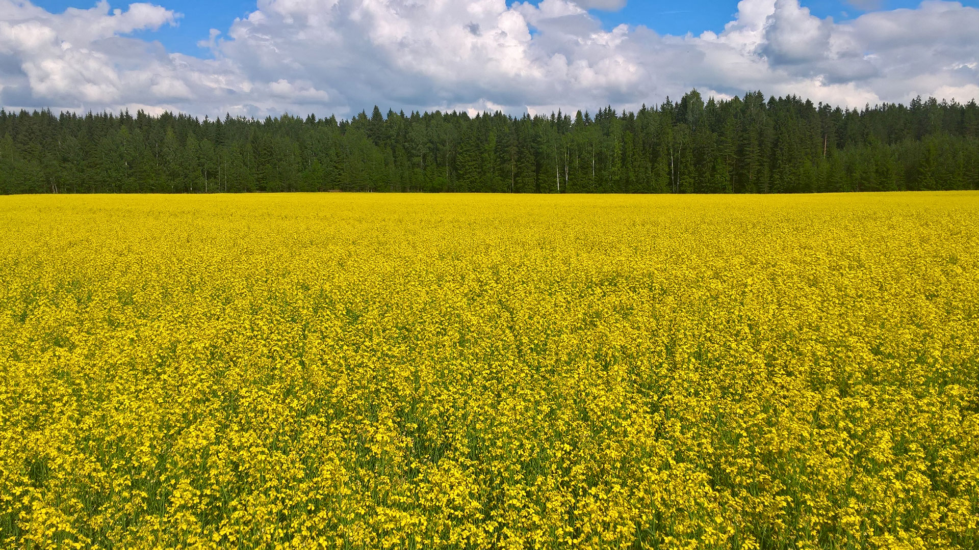 Öljykasvit BASF Agricultural Solutions Finland