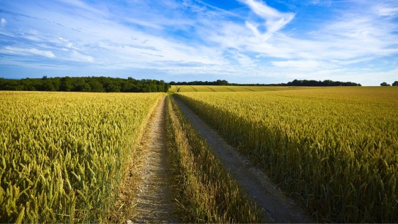 Wheat Field