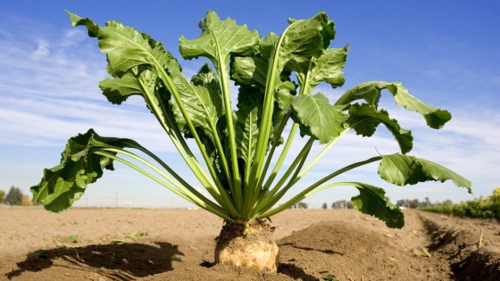 Revyona sokerijuurikkaassa